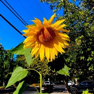 Meet your Posher, Carrie